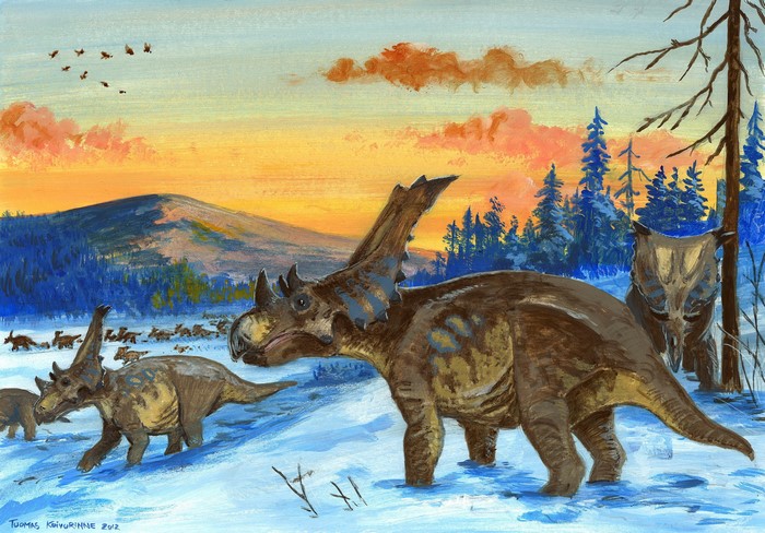Chasmosaurus dinosaurs in a snowy landscape at sunset