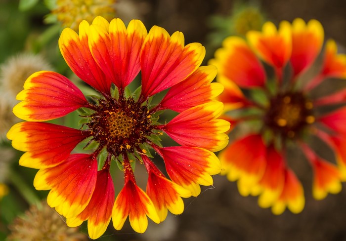 Close-up of a Gaillardia flower