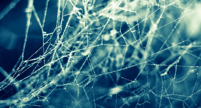 Spider web closeup