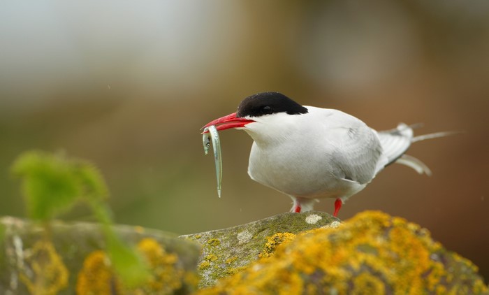 Arctic Tern with a Fish