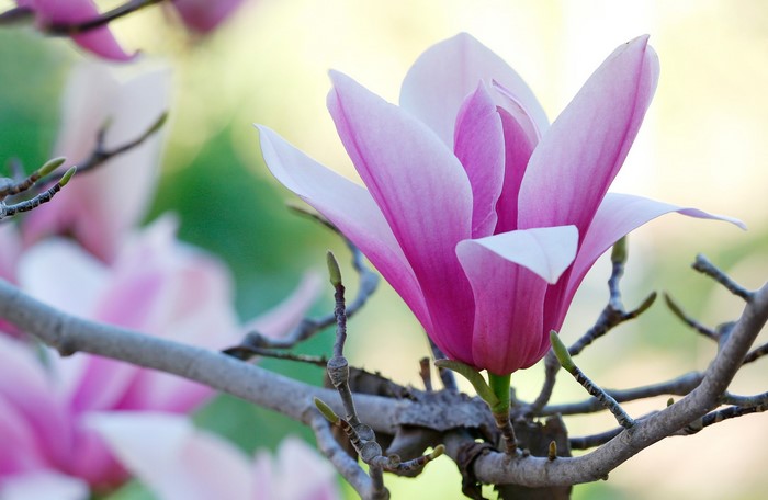 Pink Magnolia flower on a branch