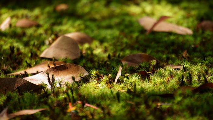Moss and fallen leaves in sunlight