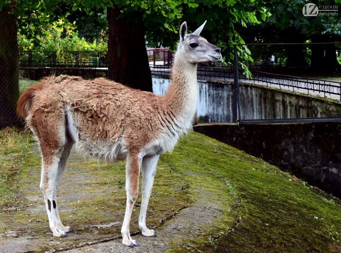 Guanaco in a Zoo Enclosure