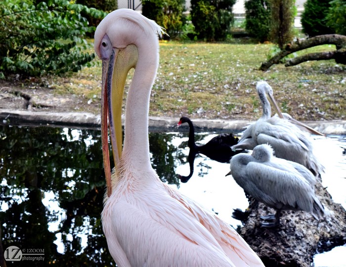 Great White Pelicans and Black Swan at the Zoo