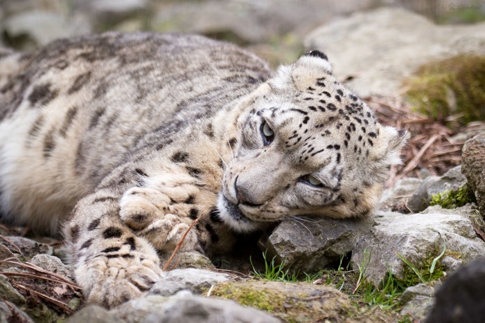 4K Snow Leopard Resting on Rocks