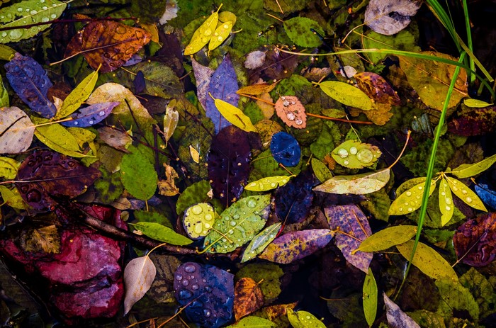 Autumn leaves with water drops