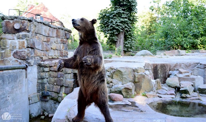 Brown Bear Standing in Zoo Enclosure