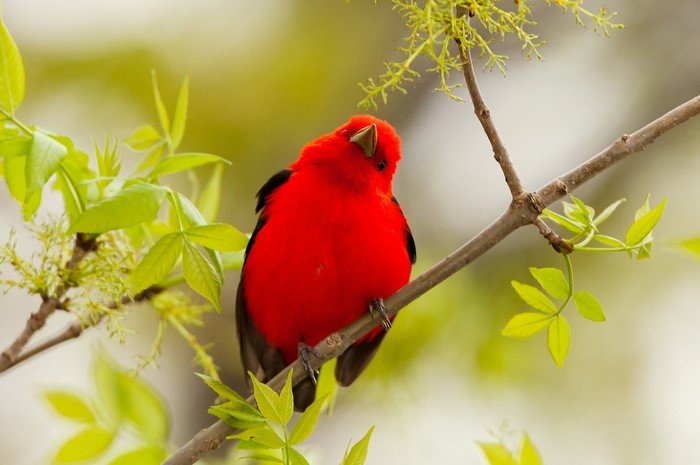 Scarlet Tanager perched on a branch