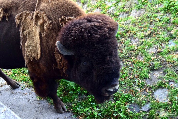 American bison with shedding fur