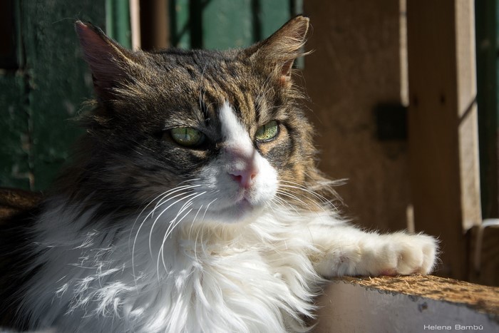Fluffy cat with green eyes looking to the side