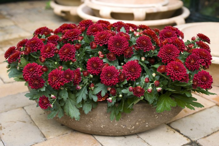 Many Wine Color Chrysanthemums in a Pot