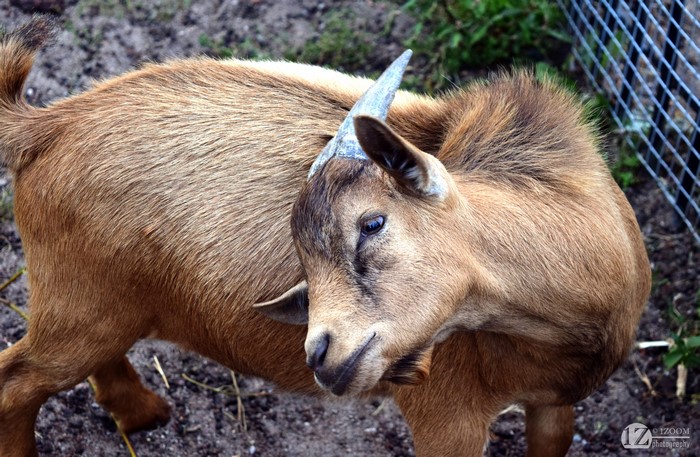 Goat from 1ZOOM