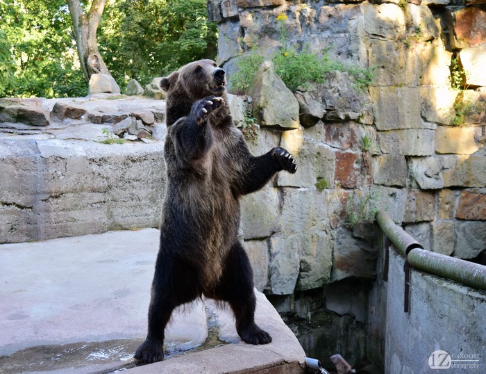 Brown Bear Standing in Zoo Enclosure