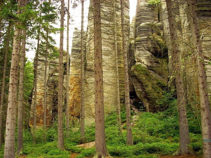 Forest with tall rock formations