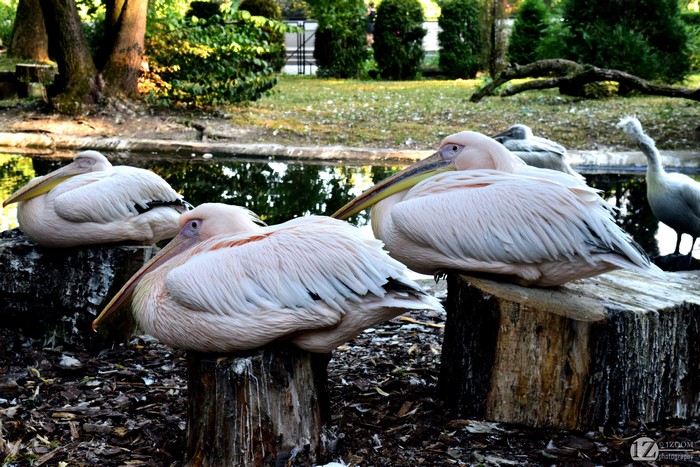 Great White Pelicans on Tree Stumps