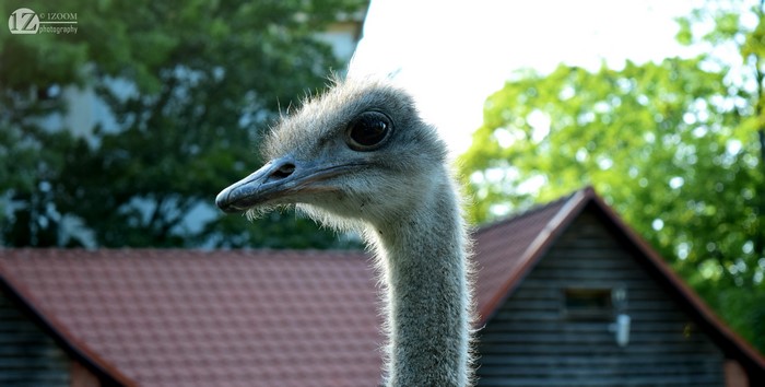 Ostrich head close-up with building and trees