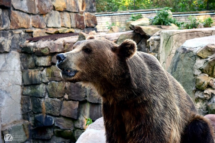 Brown Bear in Zoo Enclosure
