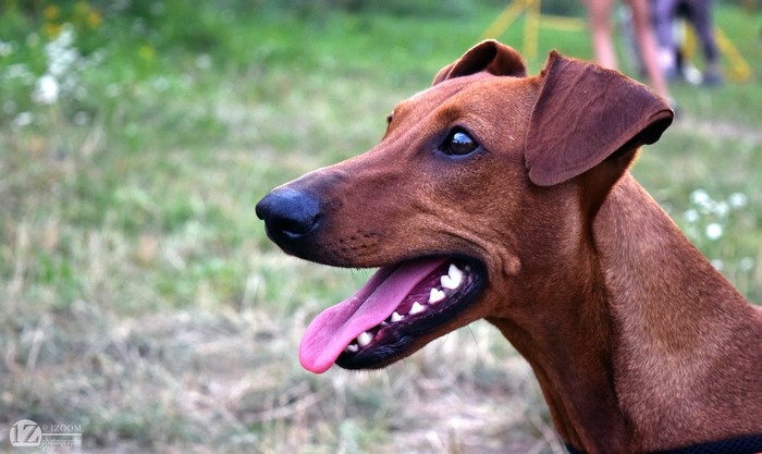 German Pinscher dog head profile