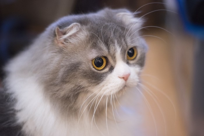 Scottish Fold cat with gray and white fur