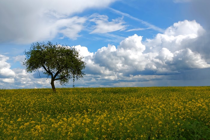 Field of yellow flowers with a lone tree and clouds