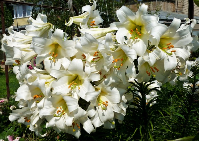A large cluster of white Easter lilies in bloom