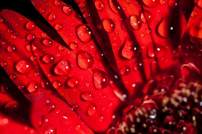 Red flower petals with water drops
