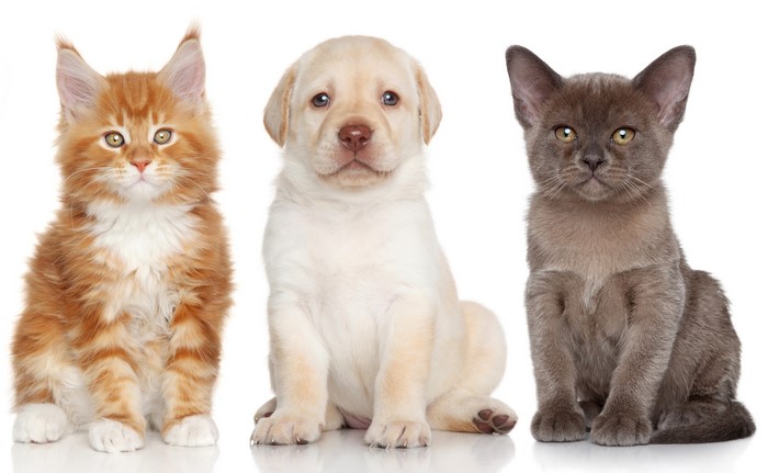 Three young animals: two kittens and a puppy