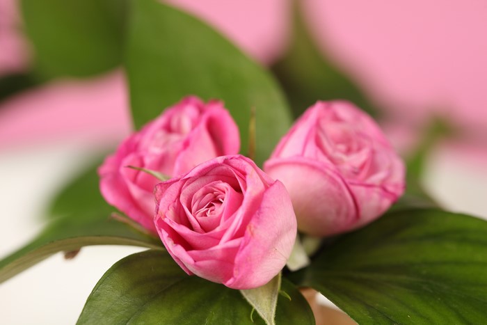 Three pink roses with green leaves