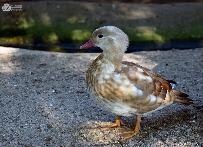 Wood duck standing on sand near water