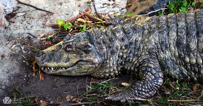 Close-up of a Crocodile on the Ground