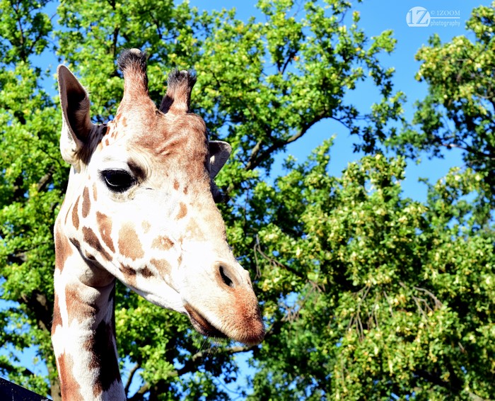 Giraffe head with trees and blue sky