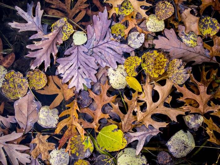 Autumn leaves floating on dark water