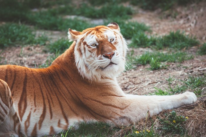 Golden Tiger Lying on Grass