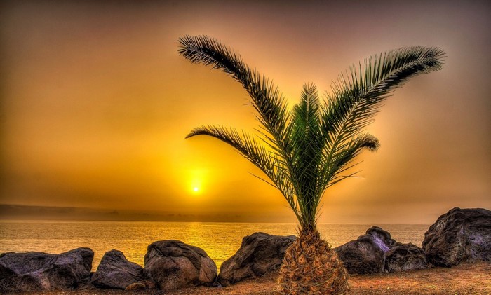 Palm tree on the coast at sunset