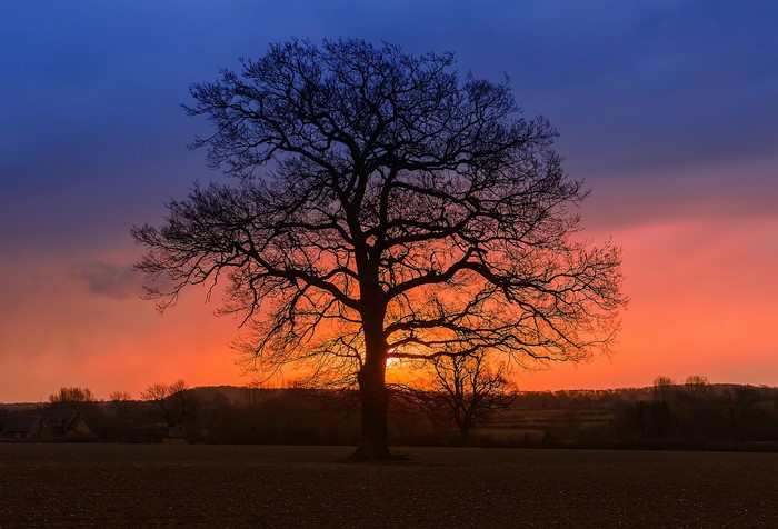 Silhouette of a large tree against a colorful sunset