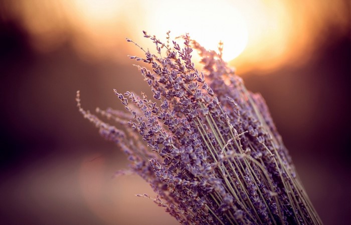 Close-up of lavender flowers at sunset