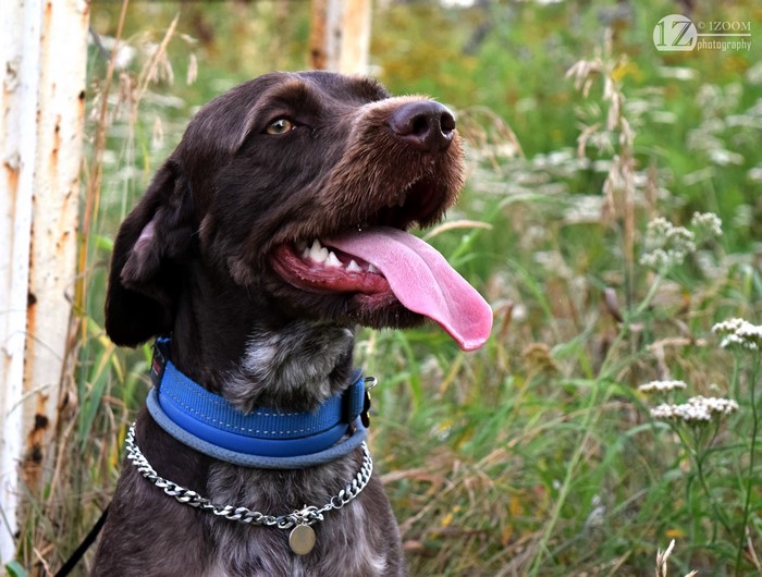 German Wirehaired Pointer dog with blue collar