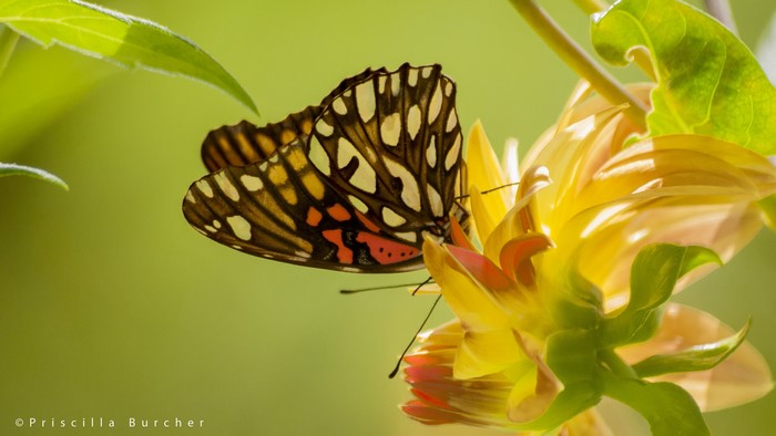 Butterfly on a yellow flower