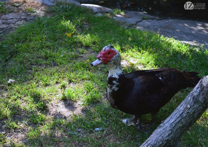Muscovy duck standing on grass