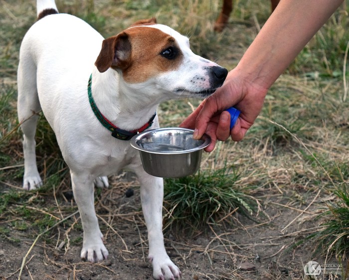 Jack Russell terrier drinking water from a bowl
