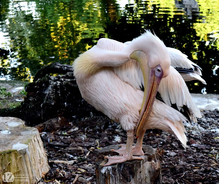 Great White Pelican grooming on a tree stump