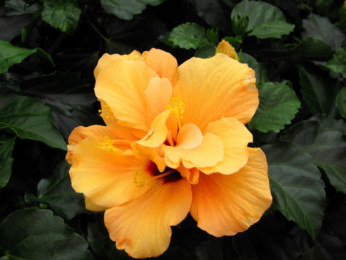Orange Hibiscus Flower