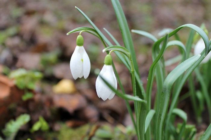 4K Snowdrops Closeup