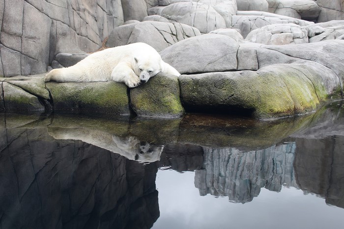 Polar bear resting on rocks by water