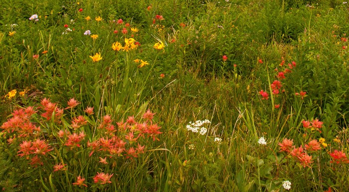 Field of wildflowers in bloom