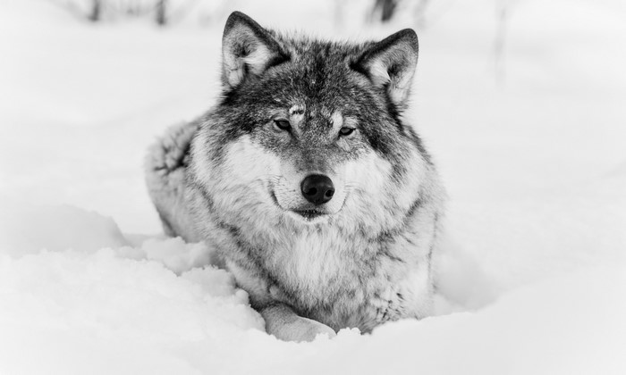 Wolf lying in the snow