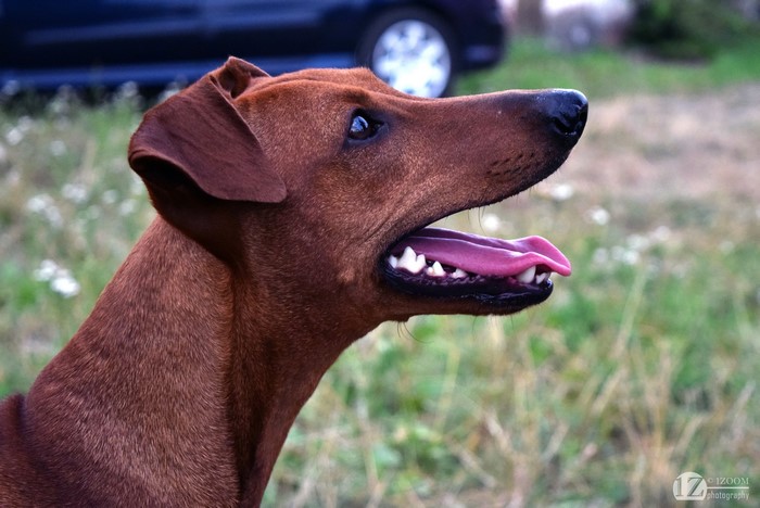 German Pinscher dog head profile