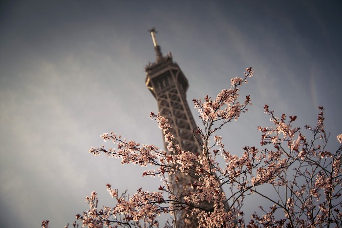 Eiffel Tower with Flowering Trees in Paris