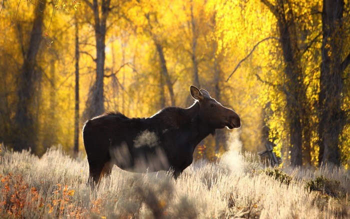 Moose in a golden forest during autumn