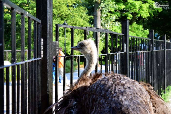 Ostrich behind a black fence at a zoo